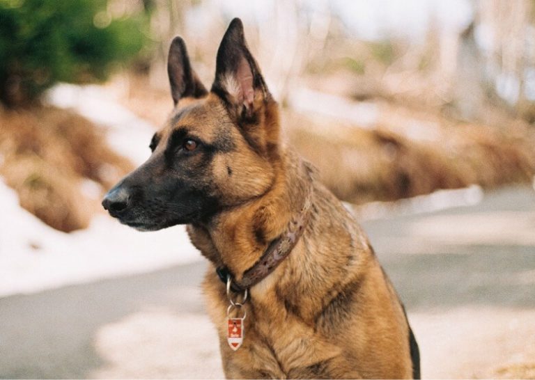 Long Haired Vs Short Haired German Shepherds Comparison And Contrast