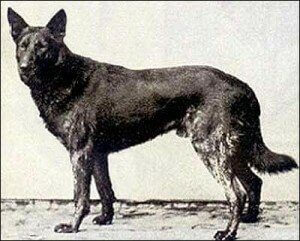 Beowulf - GSD ancestor