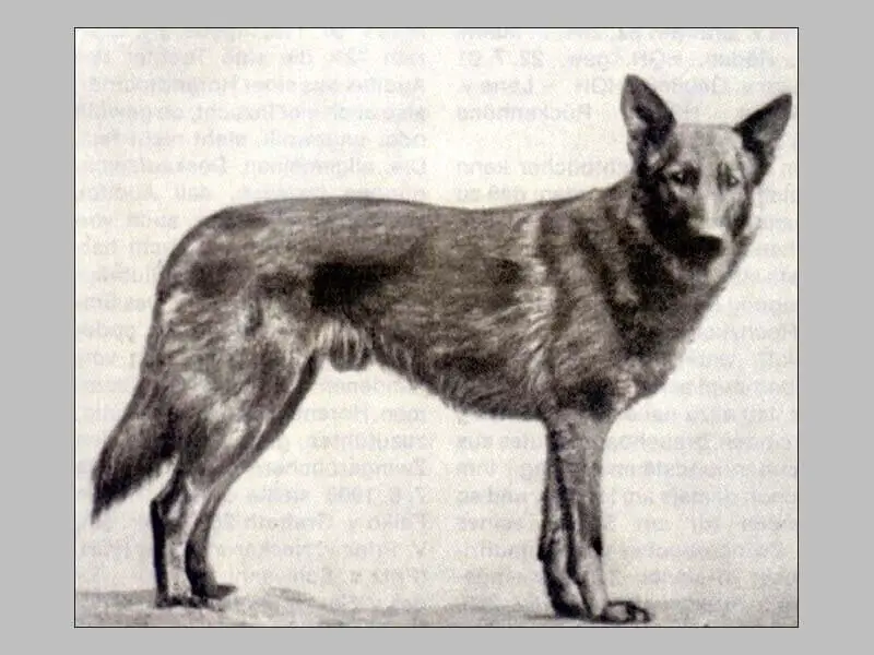 Heinz von Starkenberg - German Shepherd ancestor