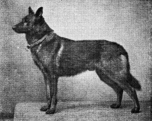 Hektor von Schwaben - German Shepherd ancestor