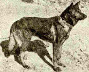 Horand Von Grafrath (Hektor Linksrhein) - First German Shepherd Dog