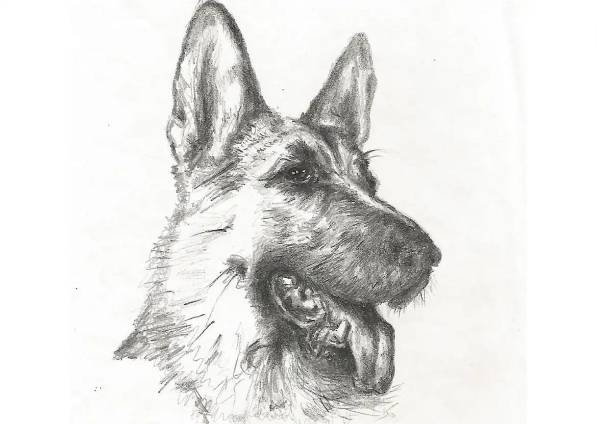 Alsatian Dog or Alsatian Wolf Dog or German Shepherd
