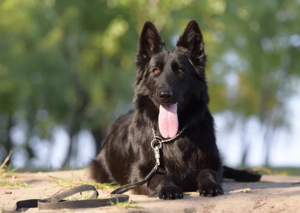 Black German Shepherd