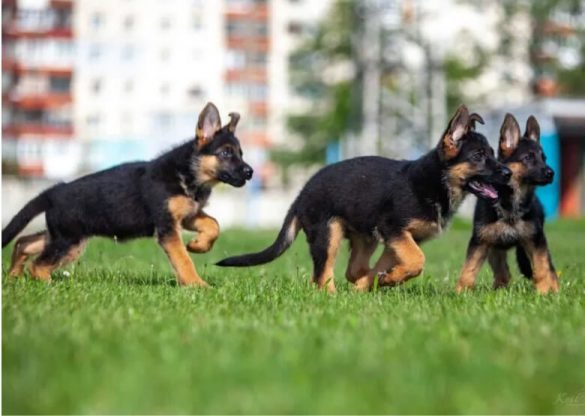 German Shepherd Puppies