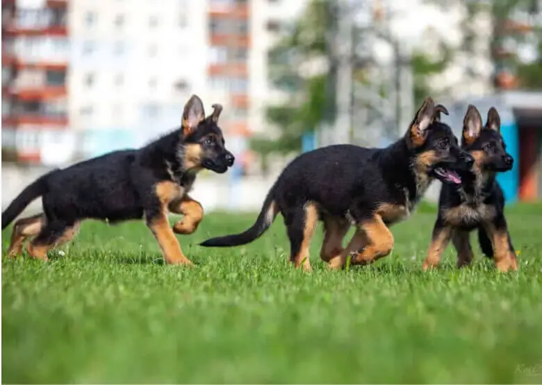 German Shepherd Puppies on a Walk
