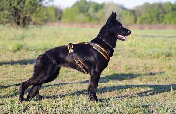 black german shepherd