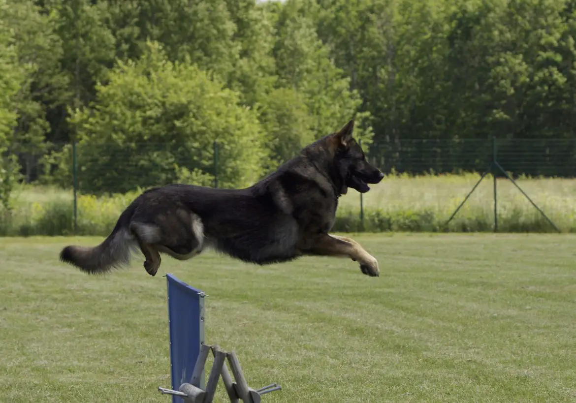 gsd jumping