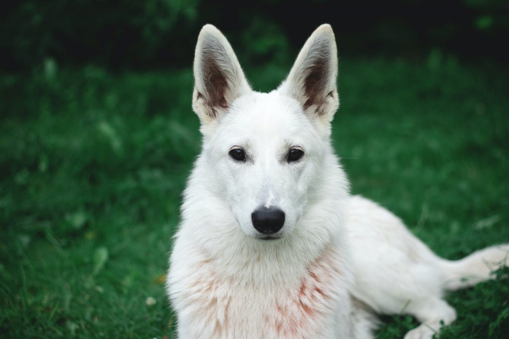 White GSD lies