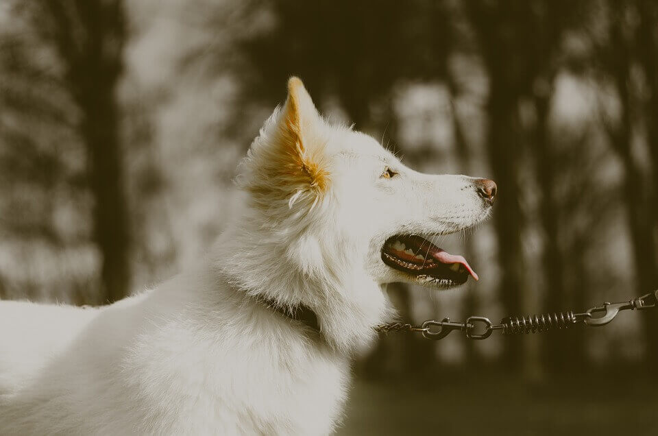 Albino GSD