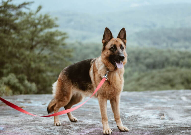 are panda german shepherd full blood