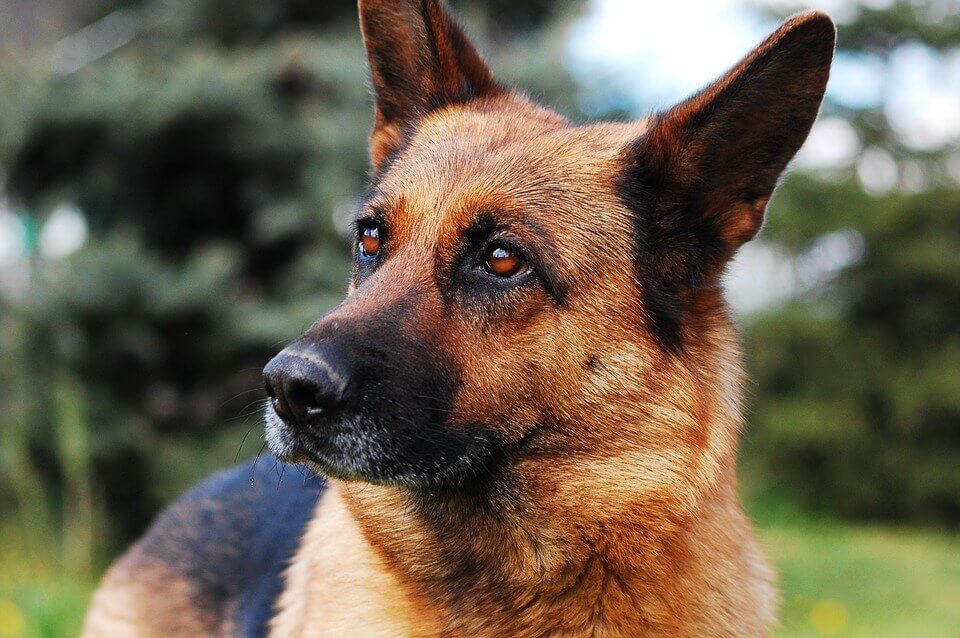 Black and Red German Shepherd