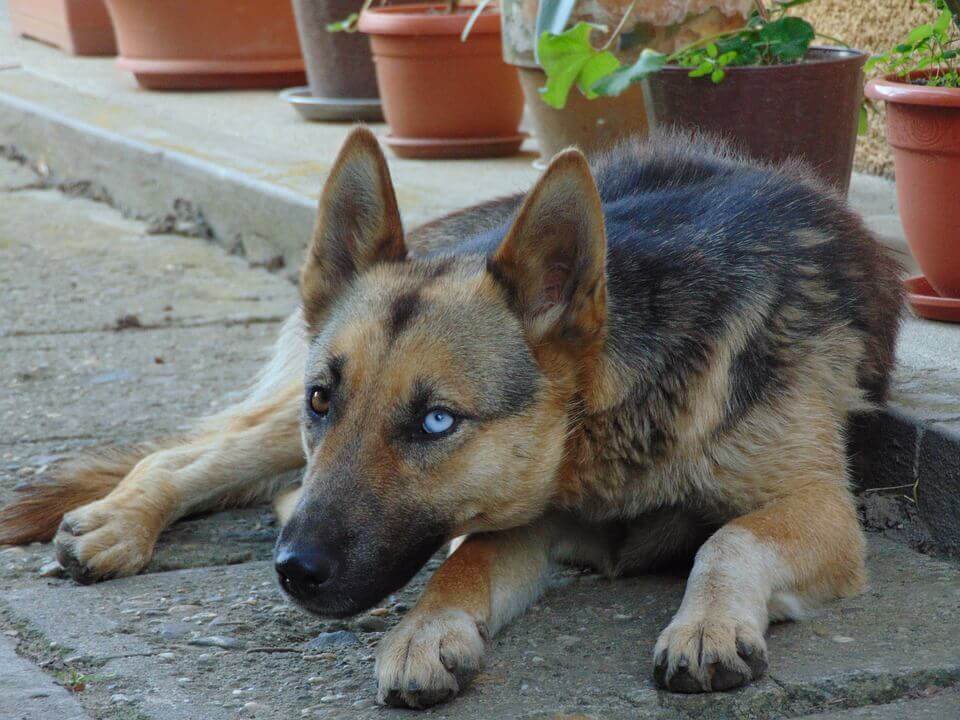 Blue GSD