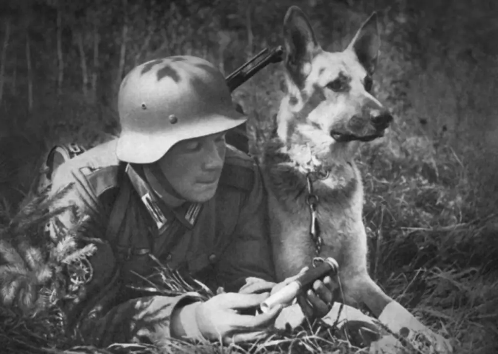 German Shepherds in the World War 2