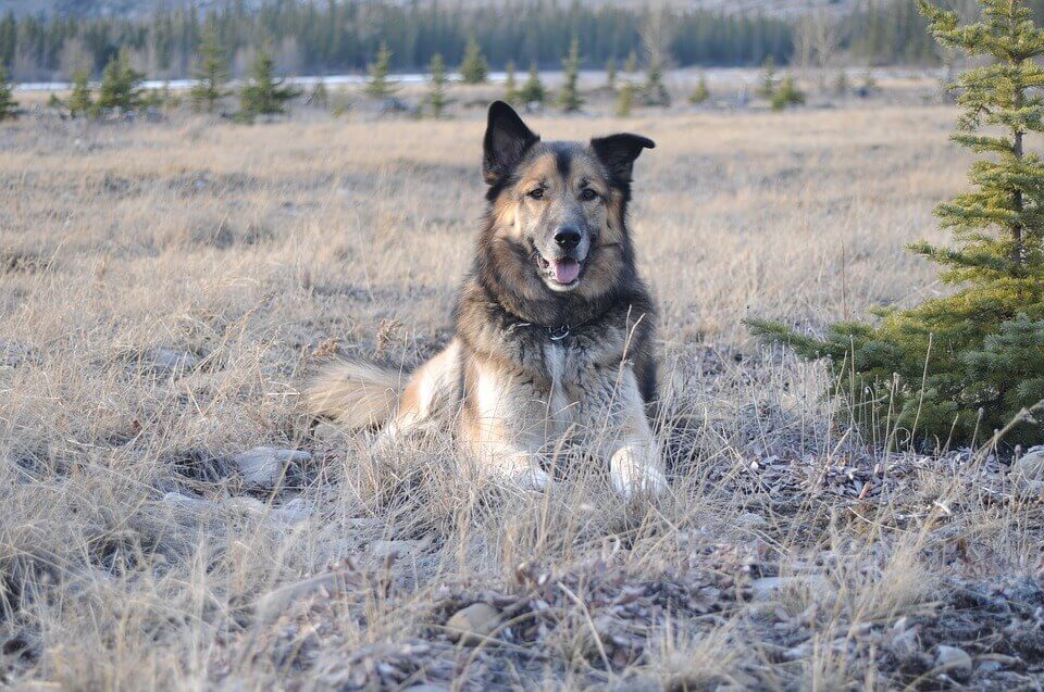 Grey German Shepherd