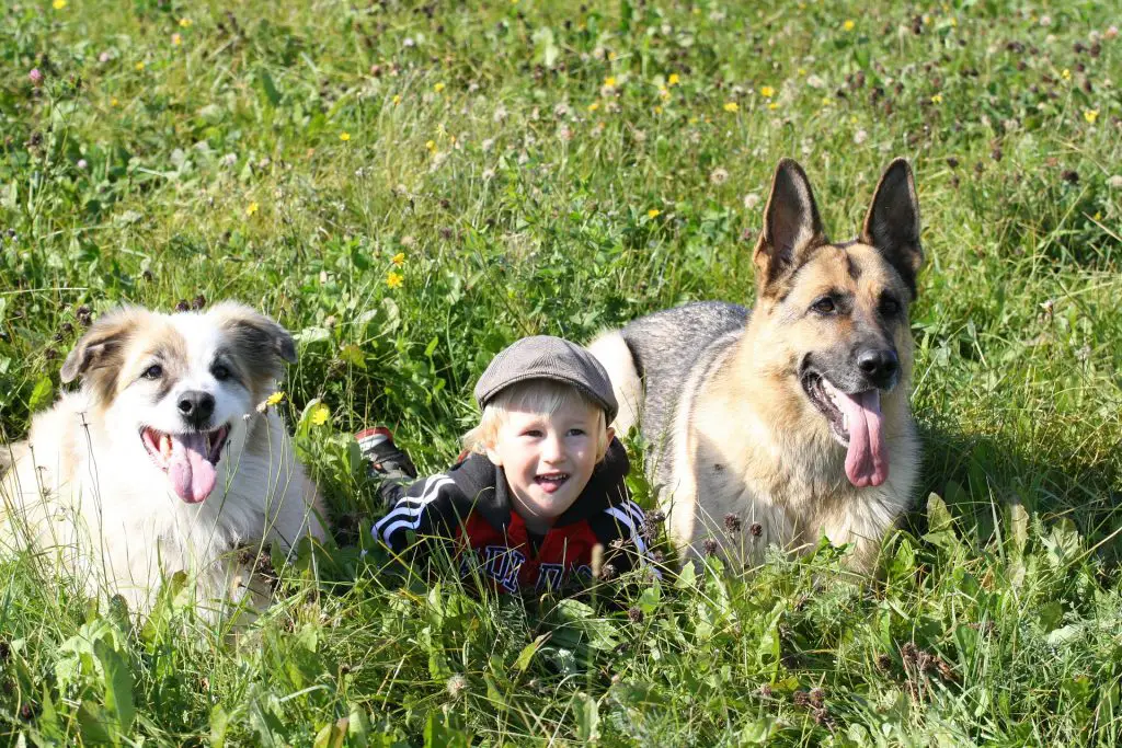 German Shepherd and a Child