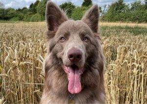 German Shepherd Colors. Amazing Coat And Color Varieties