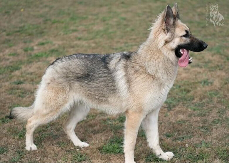 what is a silver sable german shepherd