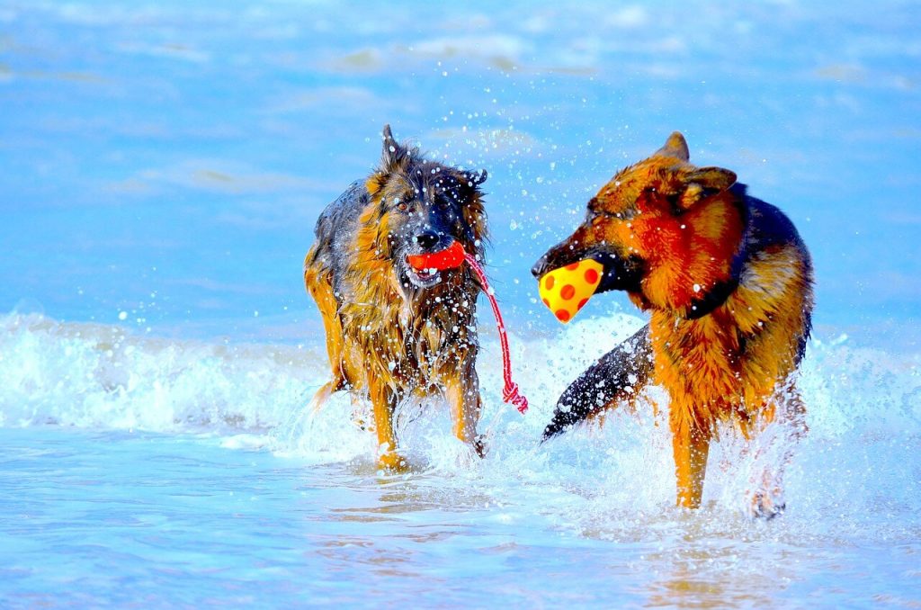 German Shepherds Playing in Water