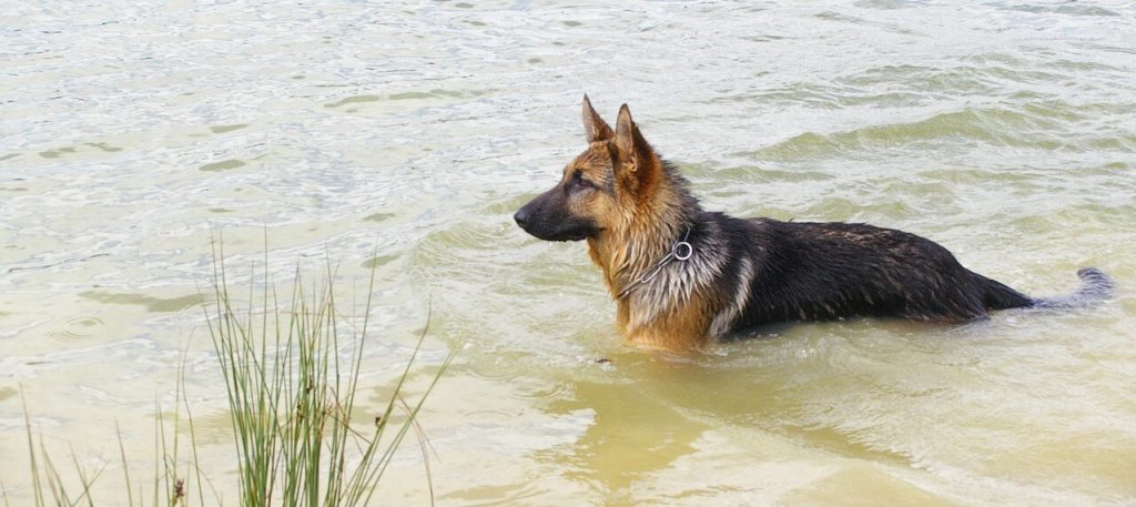 German Shepherd in the water