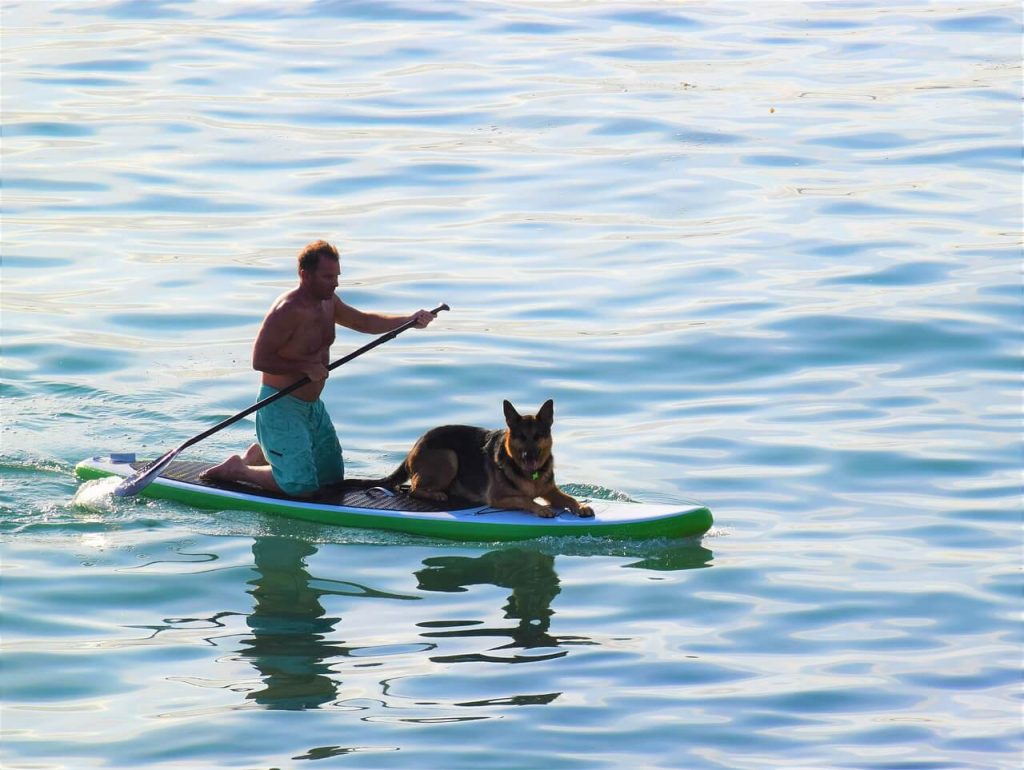 German Shepherd Swim on the boat