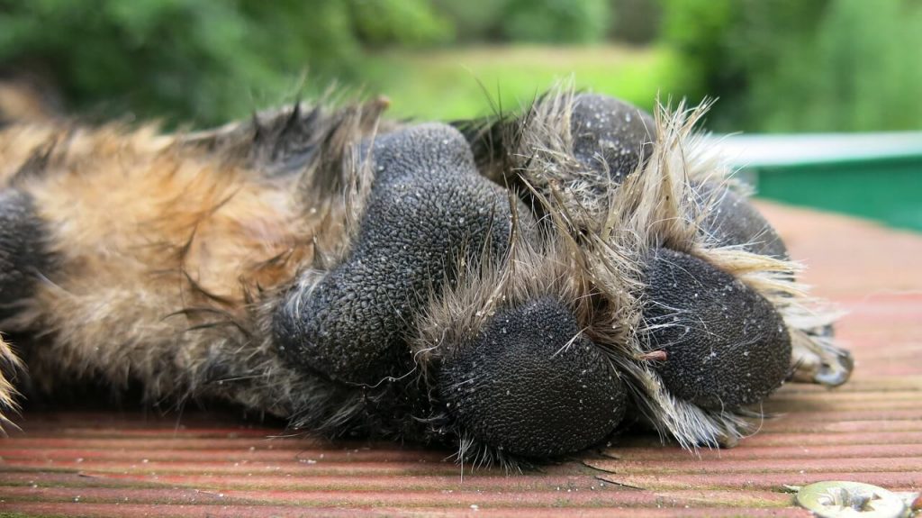 GSD Feet
