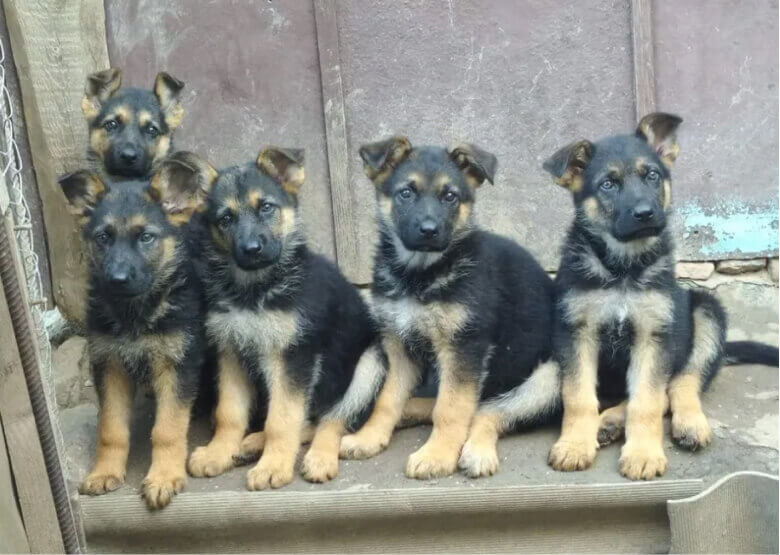 German Shepherd Puppies