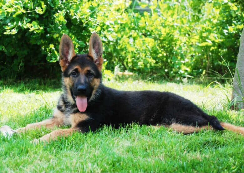 German Shepherd Puppy names