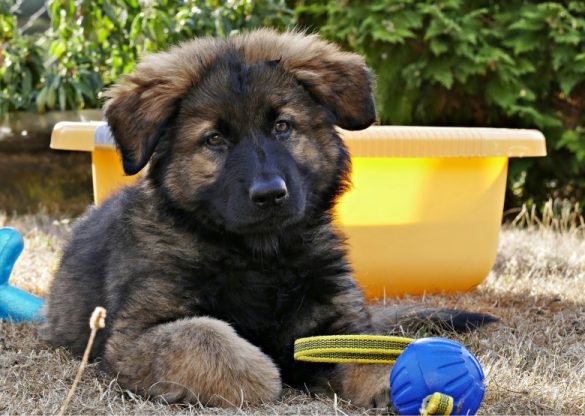 German Shepherd Puppy Prepare to Bath