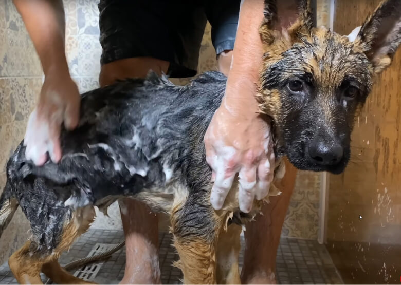 German Shepherd Puppy Bathing