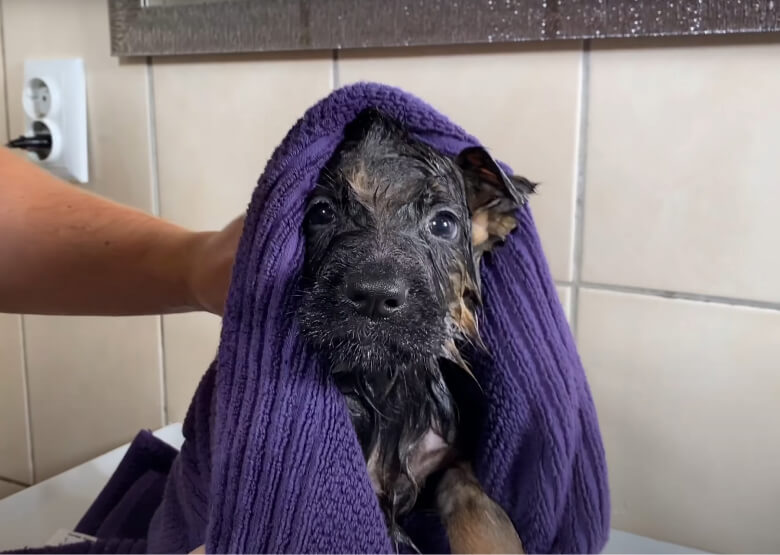 German Shepherd Puppy in the towel after bathing