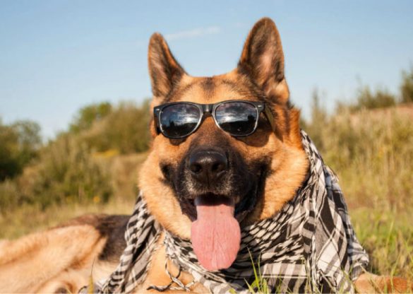 badass-german-shepherd-names-best-badass-male-and-female-gsd-names