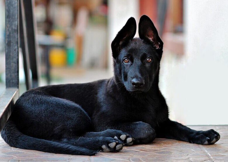 Black German Shepherd Cost