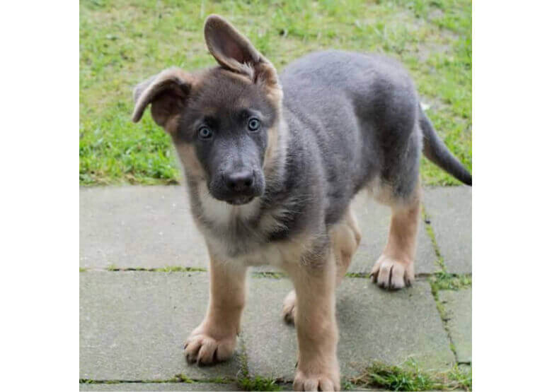 Blue German Shepherd Puppy