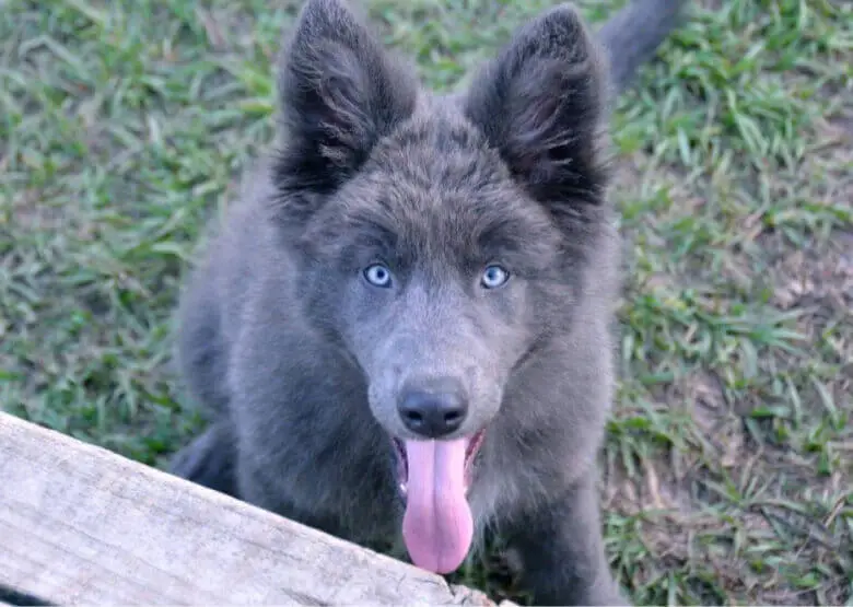Blue German Shepherd Dog
