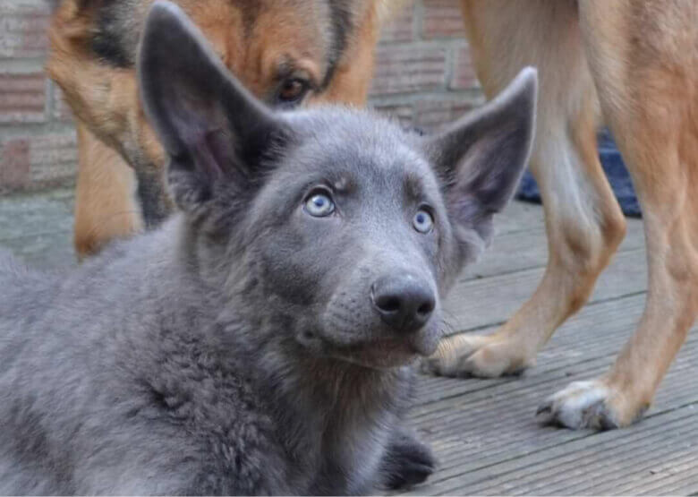 german shepherd steel blue