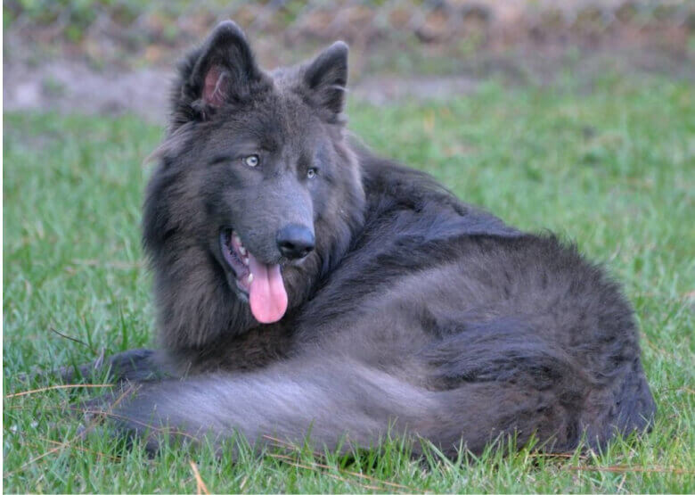 Blue GSD