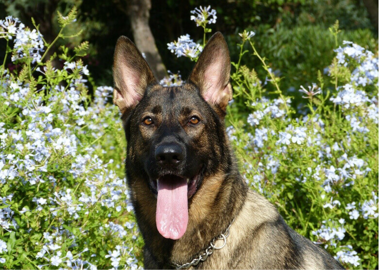 East working line german clearance shepherd