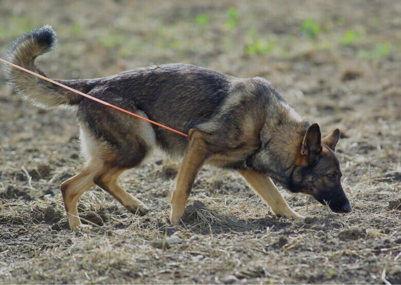 DDR German Shepherd on a walk