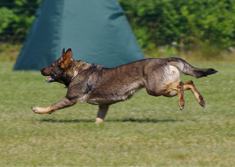 DDR GSD Training