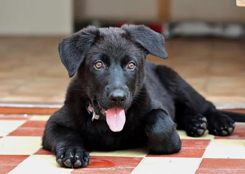Black GSD Puppy Ears