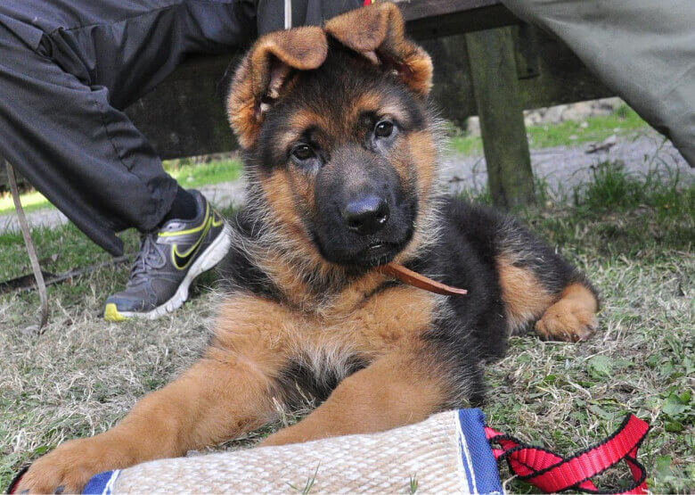 GSD Puppy with a collar on a walk