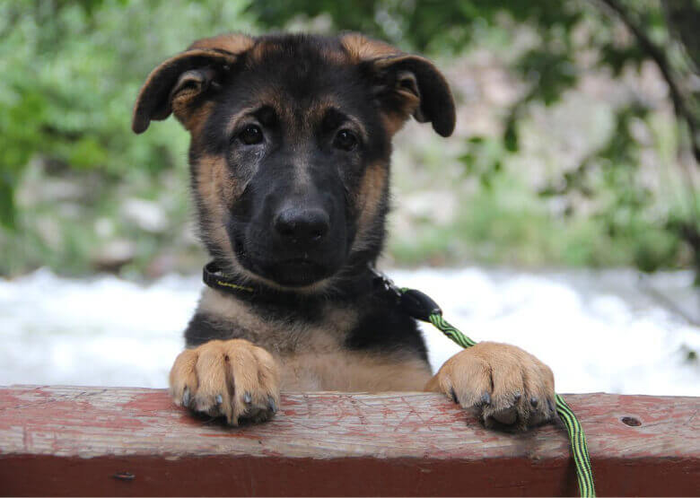 German Shepherd Puppy on a Walk