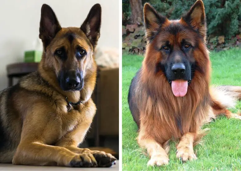 Long Haired vs Short Haired German Shepherds: Comparison and Contrast