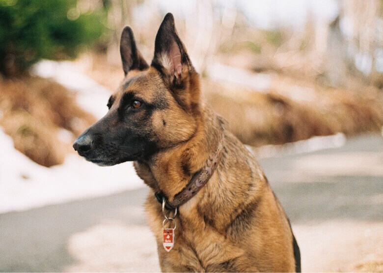 Short haired German Shepherd Dog