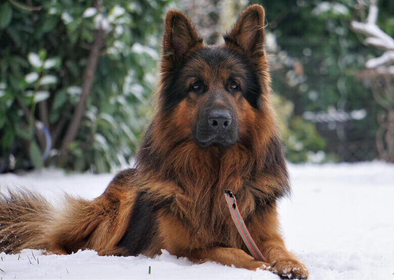 Long haired GSD