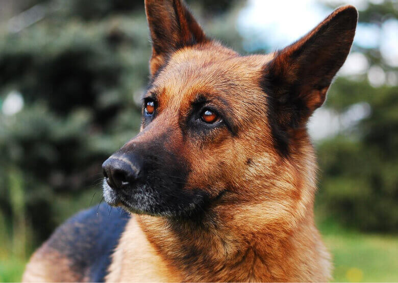 Short haired German Shepherd