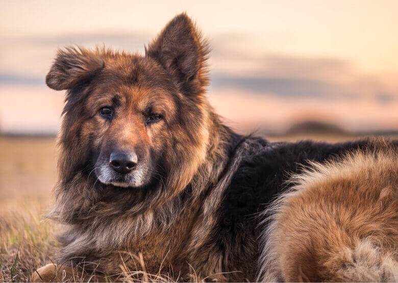 Long Haired German Shepherd