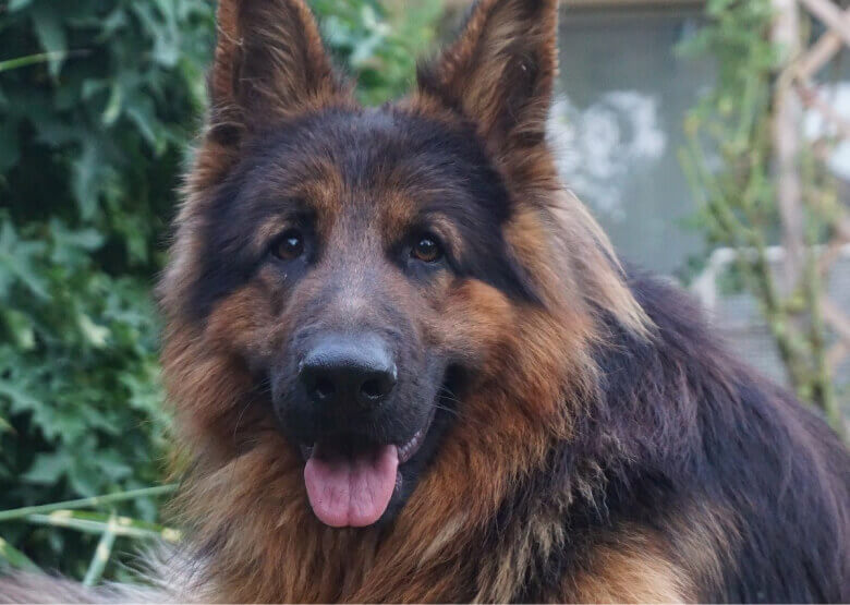 Long Haired GSD