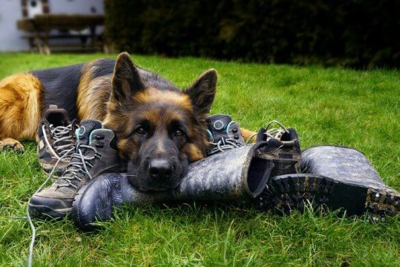 German Shepherds Etc All About German Shepherds