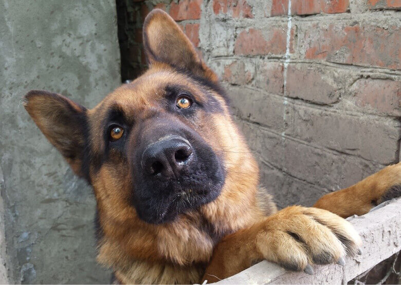 Excited GSD